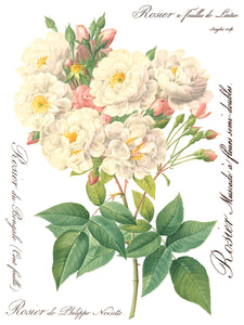 Rose Botanical - 8 Page IOD Transfer