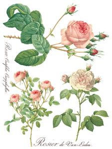 Rose Botanical - 8 Page IOD Transfer