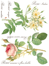 Load image into Gallery viewer, Rose Botanical - 8 Page IOD Transfer
