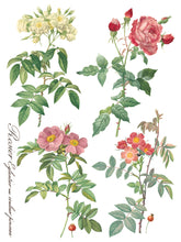 Load image into Gallery viewer, Rose Botanical - 8 Page IOD Transfer
