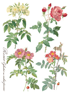 Rose Botanical - 8 Page IOD Transfer