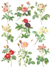 Load image into Gallery viewer, Rose Botanical - 8 Page IOD Transfer
