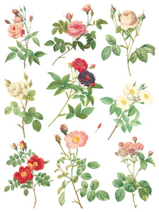 Rose Botanical - 8 Page IOD Transfer