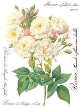 Load image into Gallery viewer, Rose Botanical IOD Transfer - Eight 12" x 16" Pages, Image Transfer, Rub-On Image by Iron Orchid Designs
