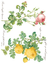 Load image into Gallery viewer, Rose Botanical IOD Transfer - Eight 12" x 16" Pages, Image Transfer, Rub-On Image by Iron Orchid Designs
