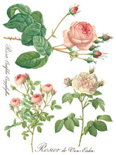 Load image into Gallery viewer, Rose Botanical IOD Transfer - Eight 12" x 16" Pages, Image Transfer, Rub-On Image by Iron Orchid Designs
