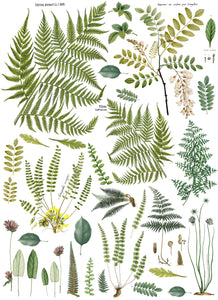 Fronds Botanical - 4 Page IOD Transfer