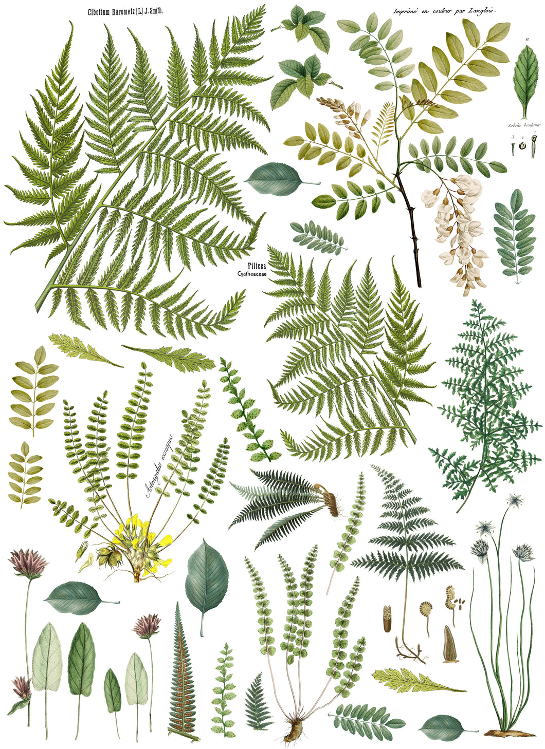 Fronds Botanical - 4 Page IOD Transfer